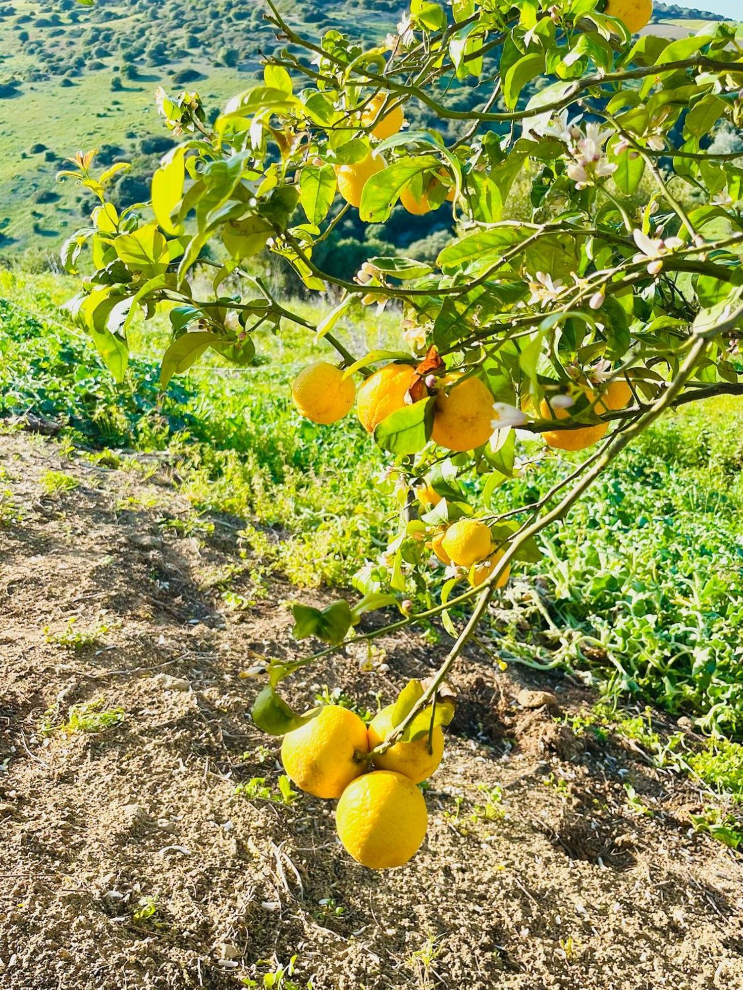 Finca La Vina Villa Vejer de la Frontera Buitenkant foto