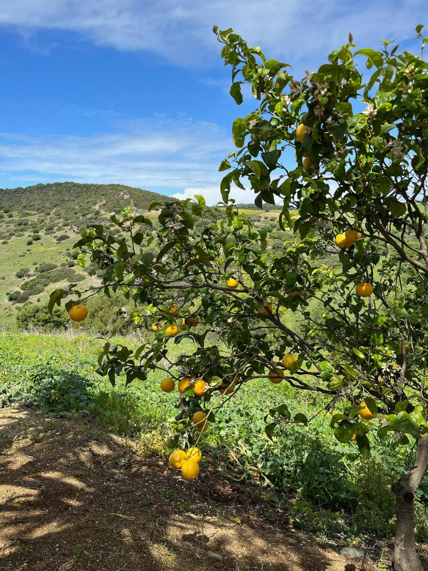 Finca La Vina Villa Vejer de la Frontera Buitenkant foto