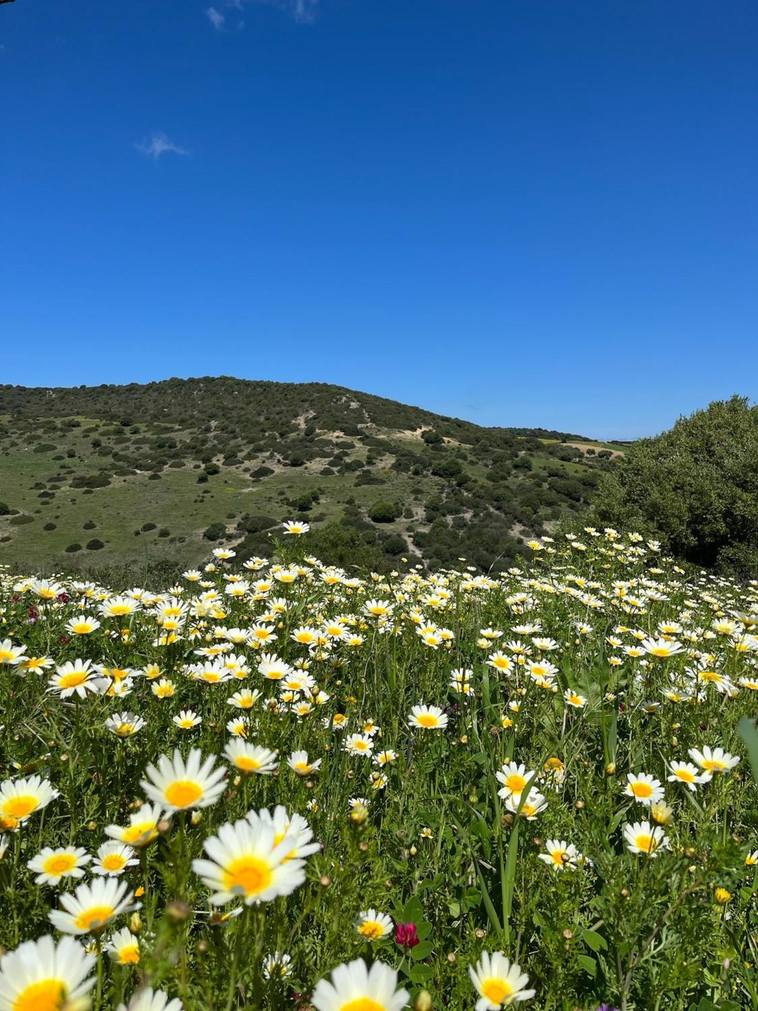 Finca La Vina Villa Vejer de la Frontera Buitenkant foto