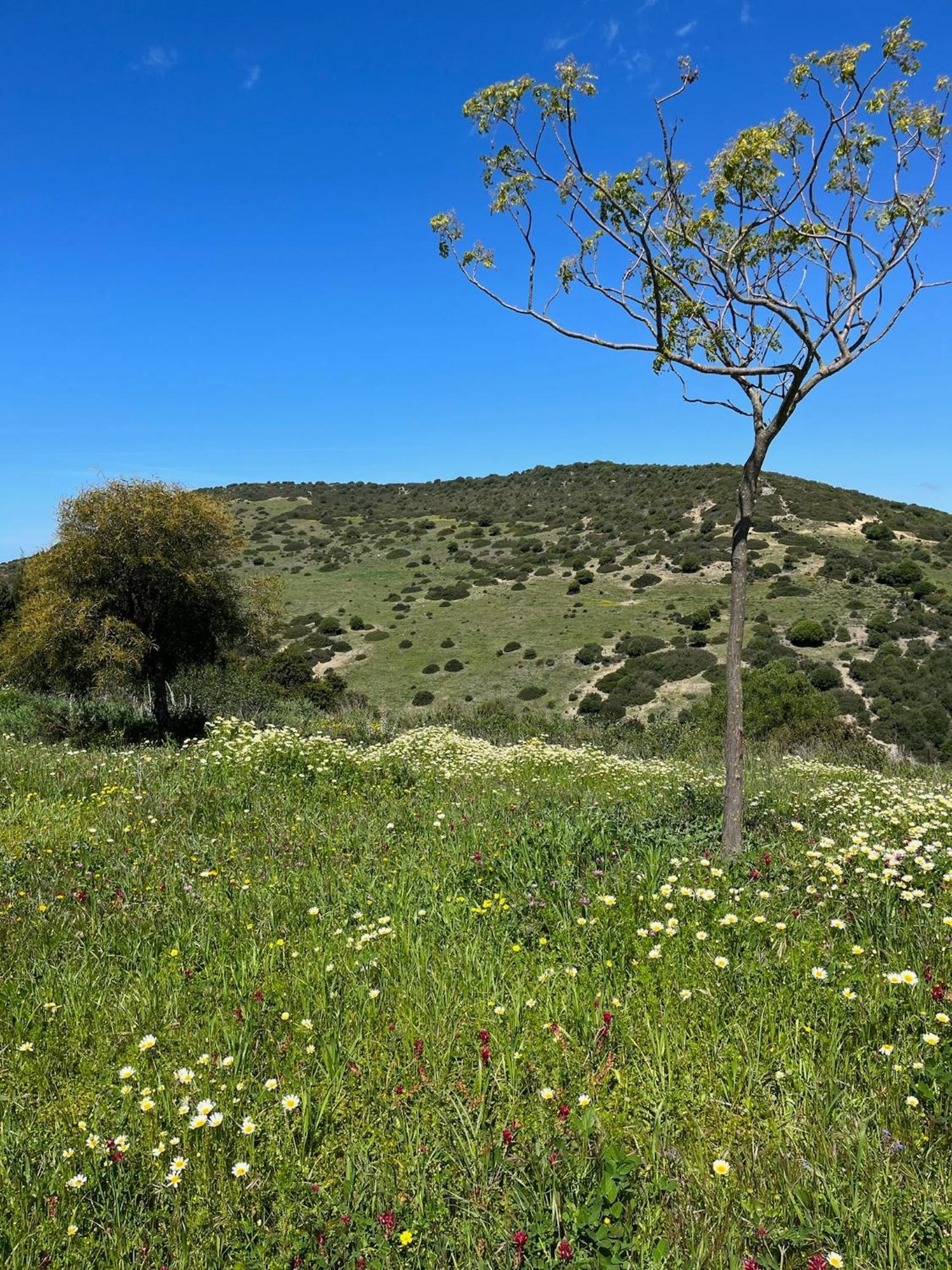 Finca La Vina Villa Vejer de la Frontera Buitenkant foto